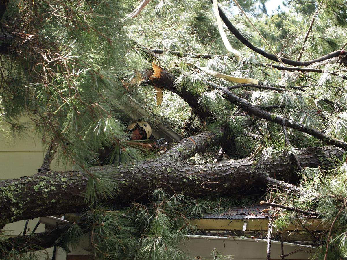 Umberto Castillo peeks out from a tangle of limbs as he assesses how to get a fallen pine of the roof of a house in north Raleigh on Monday, Sept. 17, 2018.