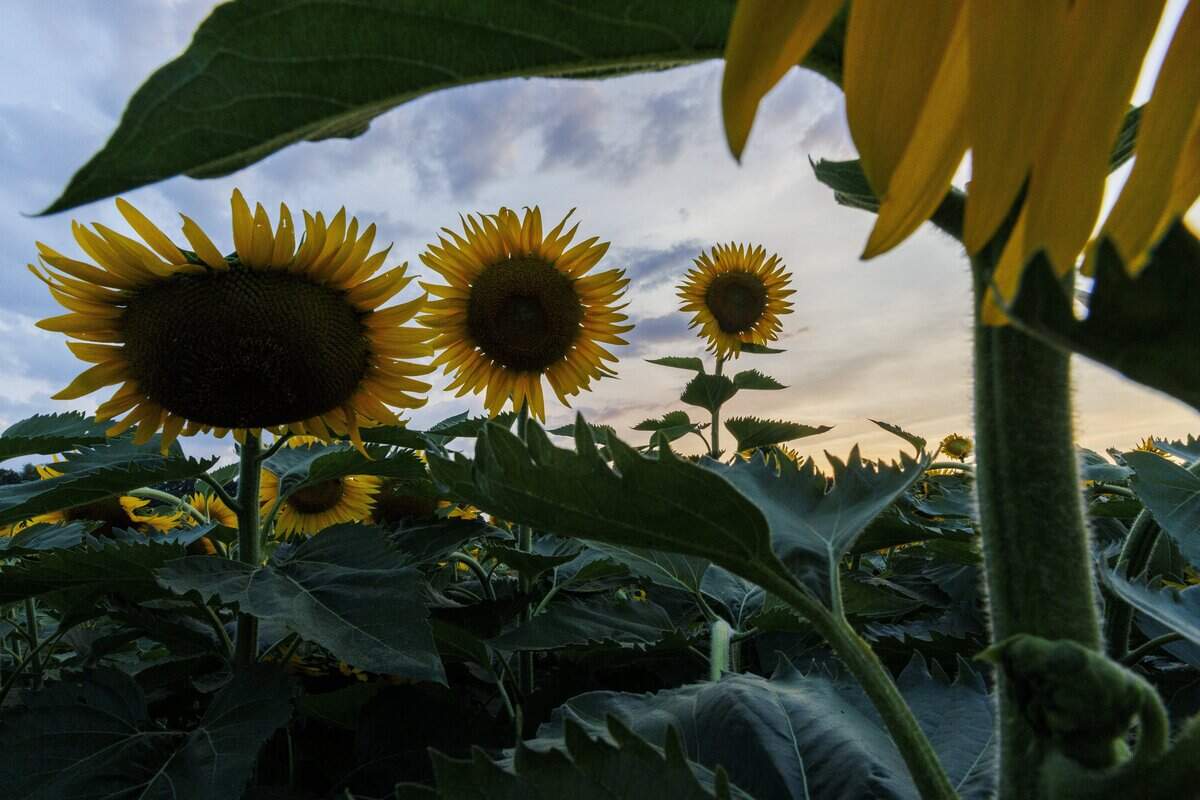 Sunflowers during at their peak bloom filled the Dix Park Sunflower Field on Thursday, July 16, 2026, in Raleigh.