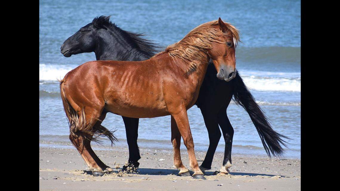 This photo of Junior battling a black stallion on Swan Beach in Corolla was taken by Bruce Wilkins in 2020.