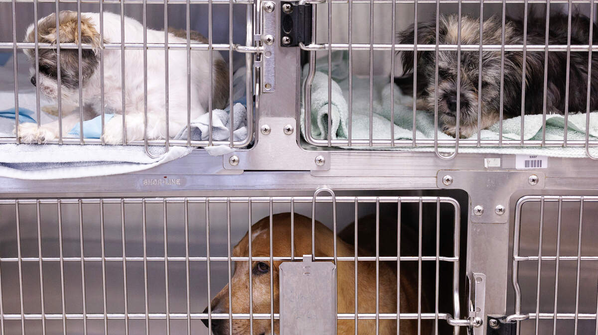Dogs look out from their kennels in the medical pavilion at the Animal Protection Society of Durham on Tuesday, July 1, 2025.
