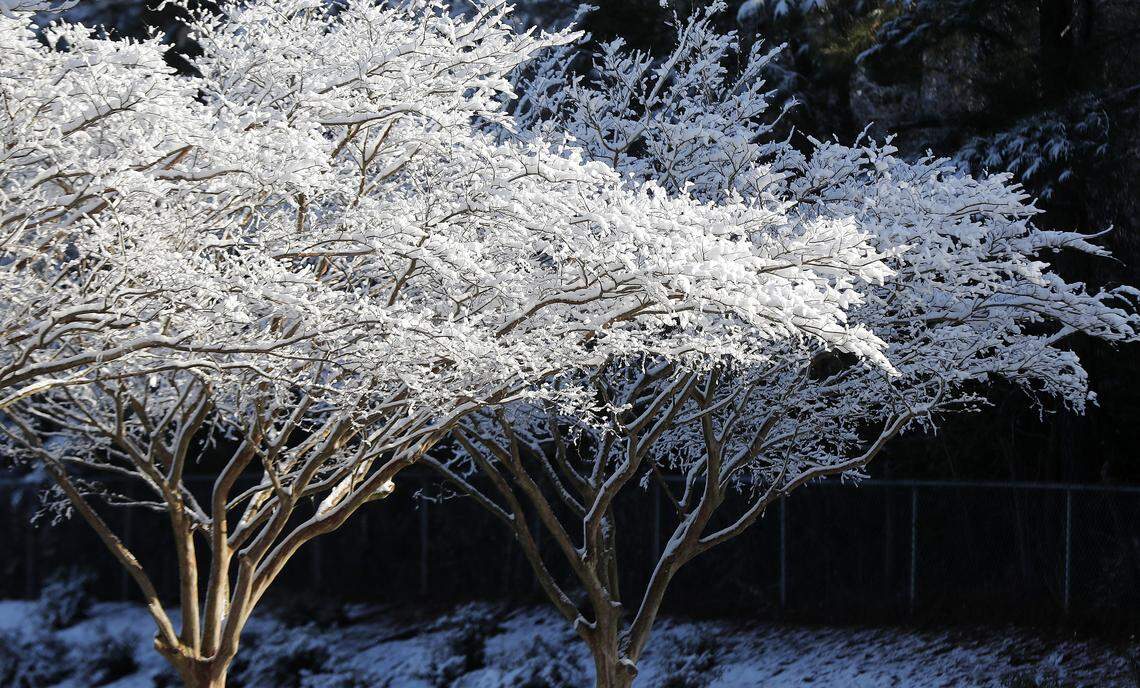 Snow covers trees in Garner, N.C., Friday, Feb. 21, 2020.
