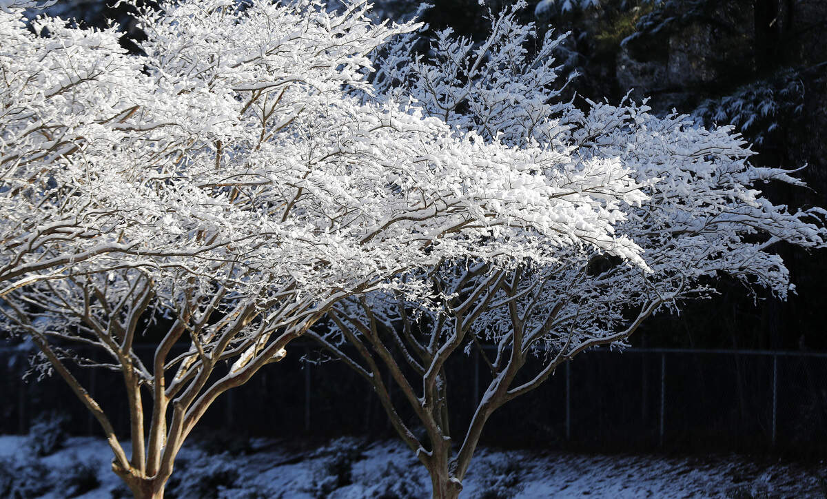 Snow covers trees in Garner, N.C., Friday, Feb. 21, 2020.