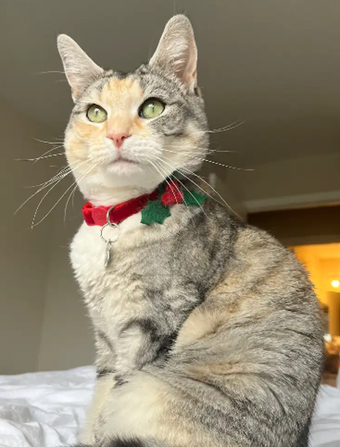 Holly, one of the finalists in the News & Observer’s cutest cat contest.