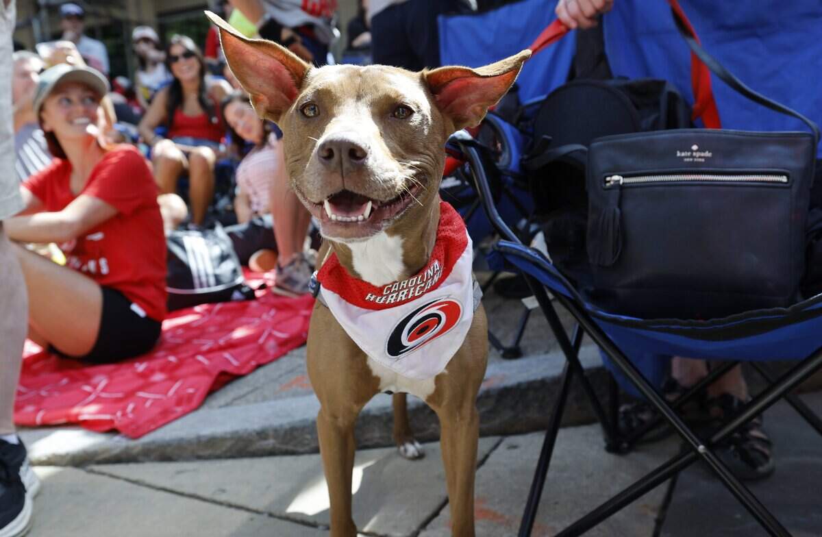Carolina, a five-year-old pit bull mix, waits for the parade and rally for the Carolina Hurricanes to start in downtown Raleigh Saturday, June 20, 2026.