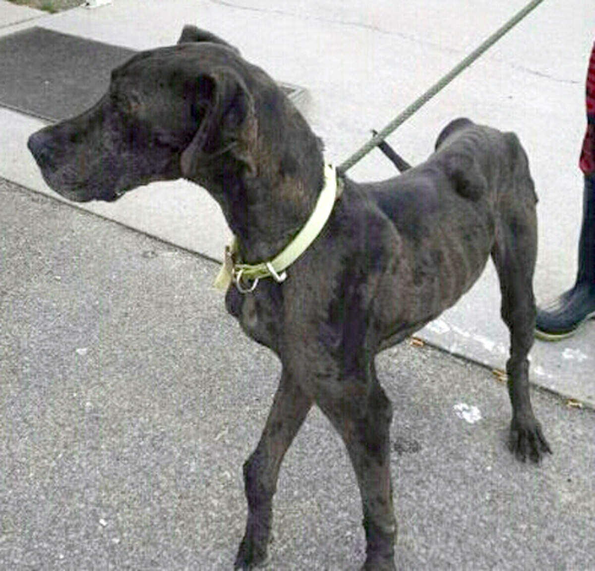 An underweight Great Dane mentioned in a North Carolina notice of civil penalty and warning against Sampson County regarding its animal shelter, issued March 12, 2018.