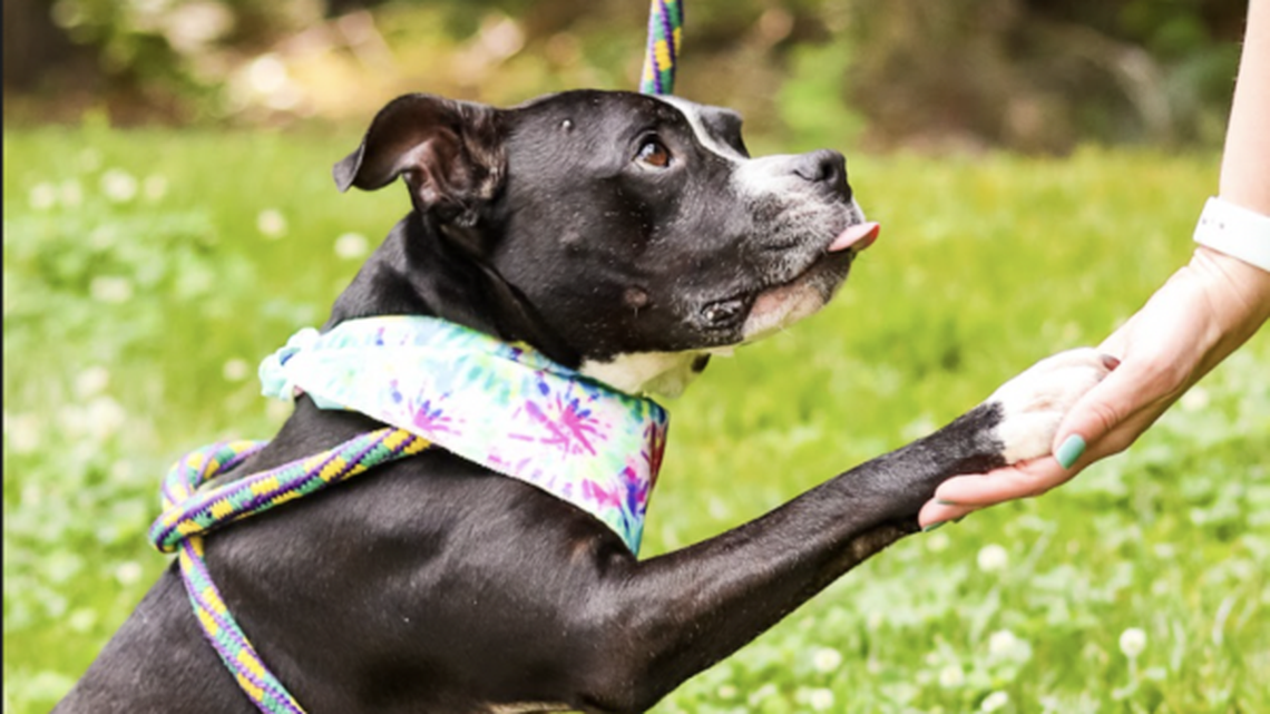 Twinkle Toes is 6 1/2 years old. She is up for adoption at the Wake County Animal Shelter and is “excited to meet anyone who walks by.” “She is a character and will keep you laughing and entertained all day. To add to her charm, she is potty trained and smart,” the shelter writes.