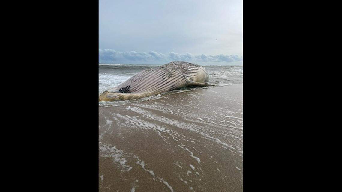 The National Park Service says the whale will likely be buried near the beach after researchers have completed their study.