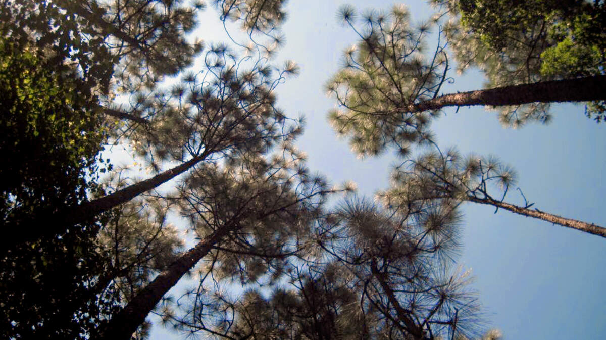 The N.C. Department of Transportation plans to build a highway through a corner of Croatan National Forest, including rare longleaf pines like these. NCDOT and two environmental groups have settled a lawsuit that had sought to prevent construction through the forest.