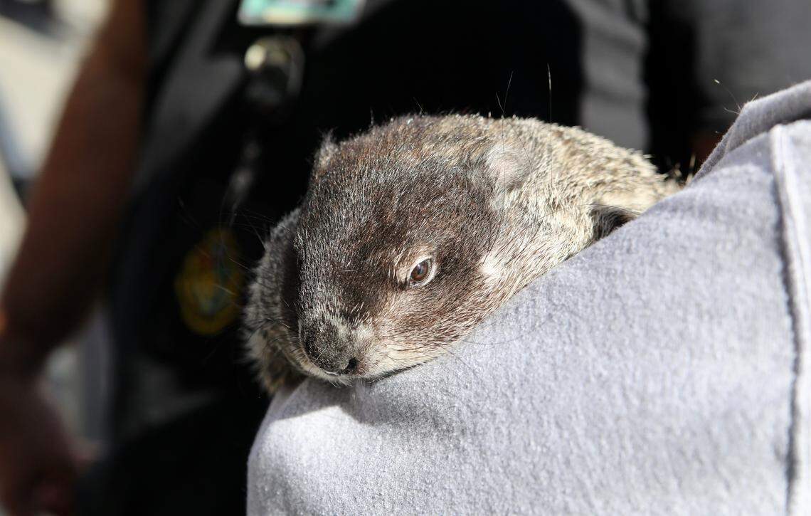 Sir Walter Wally during the Groundhog Day Celebration in Raleigh, N.C. on February 2, 2020.