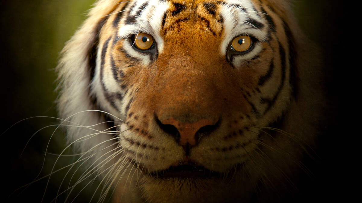 Tigers (Panthera tigris) are the biggest of all the cats -- from the giant Siberian tigers that roam the frozen boreal forest of Russia, to the secretive swamp tigers of the Indian Sundarbans that bathe in seawater and patrol muddy shores. In the early 20th century, 100,000 tigers reigned across Asia and Europe, but today there are fewer than 4,000 in the wild. Learn more about tigers in Nature’s “Super Cats.” miniseries.