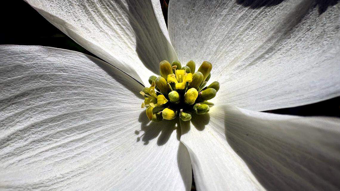 This week’s best photos from News & Observer photojournalists