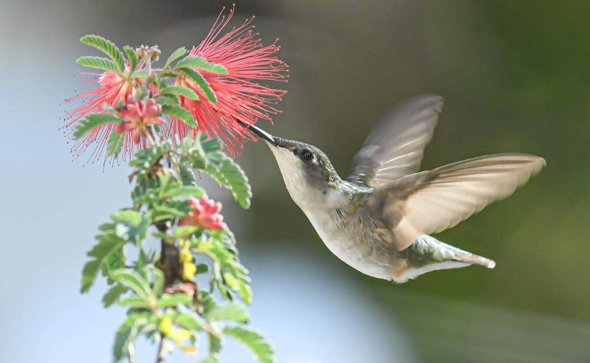 A Ruby-throated Hummingbird flies near a flower after being banded to track its migration path. Growing numbers of hummingbirds are skipping the tropical journey drilled into their genetics over thousands of years to spend the winter in the Southeast.