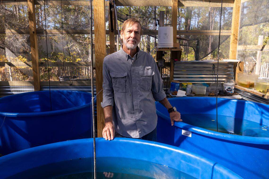 Andy Wood, a biologist, took the Magnificent Ramshorn snails into captivity in the early 1990s. He has maintained a population of the snails, which have been believed to be gone from the wild for at least two decades, ever since.