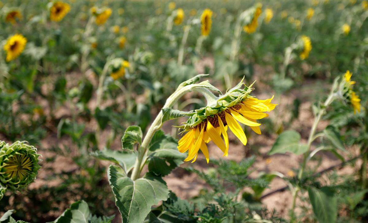 A sunflower droops in the heat at Dorothea Dix Park’s sunflower field in Raleigh, N.C., Friday, July 5, 2024.