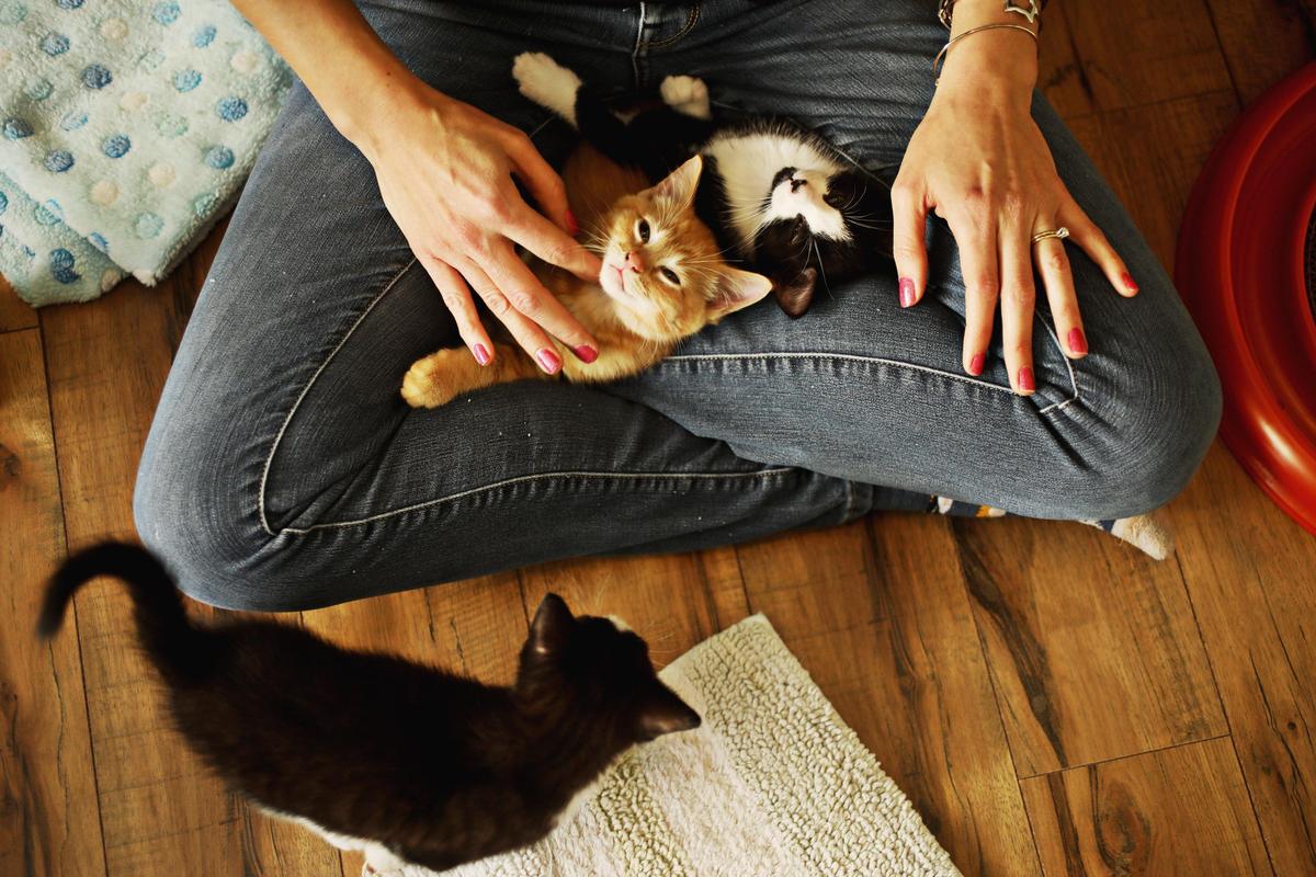 Traci Highsmith, who fosters kittens for SAFE Haven of Raleigh, pets her latest foster kittens at her Raleigh home on Wednesday, April 3, 2019. Highsmith uses an Instagram account with nearly 40,000 followers to raise awareness about pet adoption.