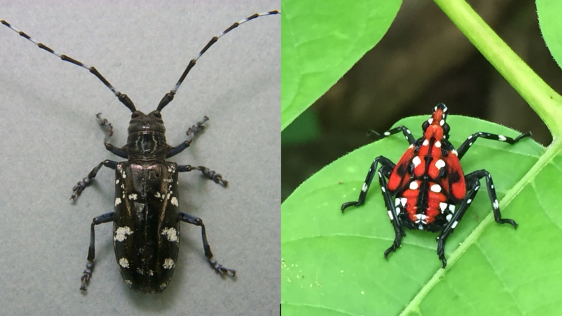 Invasive spotted lanternfly confirmed in NC. How to report sightings this summer