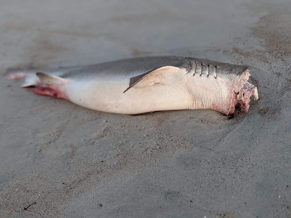 A woman was walking her dog when she said she found a headless shark on Topsail Island.