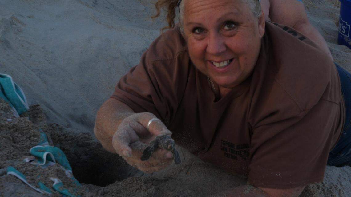 Topsail Island Turtle Project Coordinator Connie Pletl holds up a live baby turtle from an excavated nest. Nests are excavated a few days after hatching to count eggshells and release live hatchlings into the ocean.