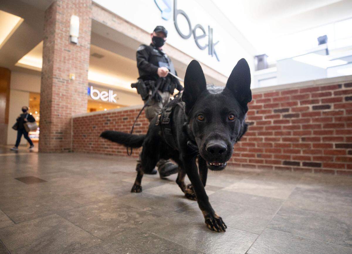 Cigan, a two-year-old German shepherd trained to detect firearms, walks through The Streets at Southpoint with his handler, canine officer Leo DuPont, on his first day working at the Durham, N.C. mall, Wednesday, Dec. 22, 2021.