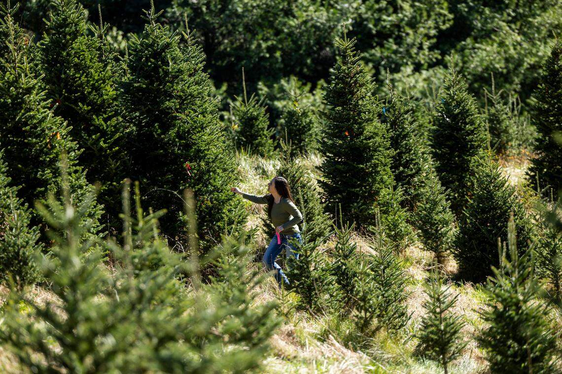 Lacey Costner of Linville searches for a Christmas tree on the opening day of the season, Saturday, Nov. 16, 2024, at David Pittman’s Christmas Tree Farm in Newland. The farm is recovering from landslides and flooding caused by the remnants of Hurricane Helene.