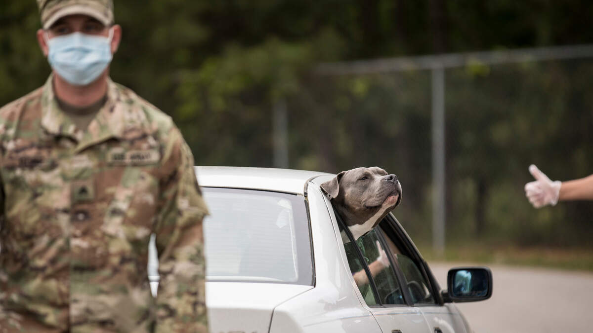 A military family’s dog hangs out of their car window after their trunk was loaded with donated food at Cedar Ridge High School in Hillsborough, N.C. on Wednesday, May 13, 2020. The Food Bank of Central and Eastern North Carolina partnered with the Gary Sinise Foundation to donate over 300 boxes of food, produce, and local milk from Maple View Farms to veterans, active duty military members and their spouses.