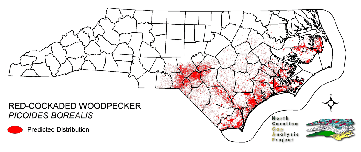 Endangered red-cockaded woodpeckers live in 11 Southeastern states, including in North Carolina