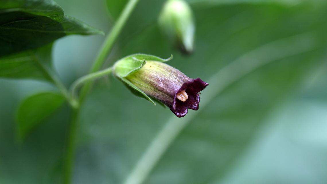 Belladonna is found throughout the state.