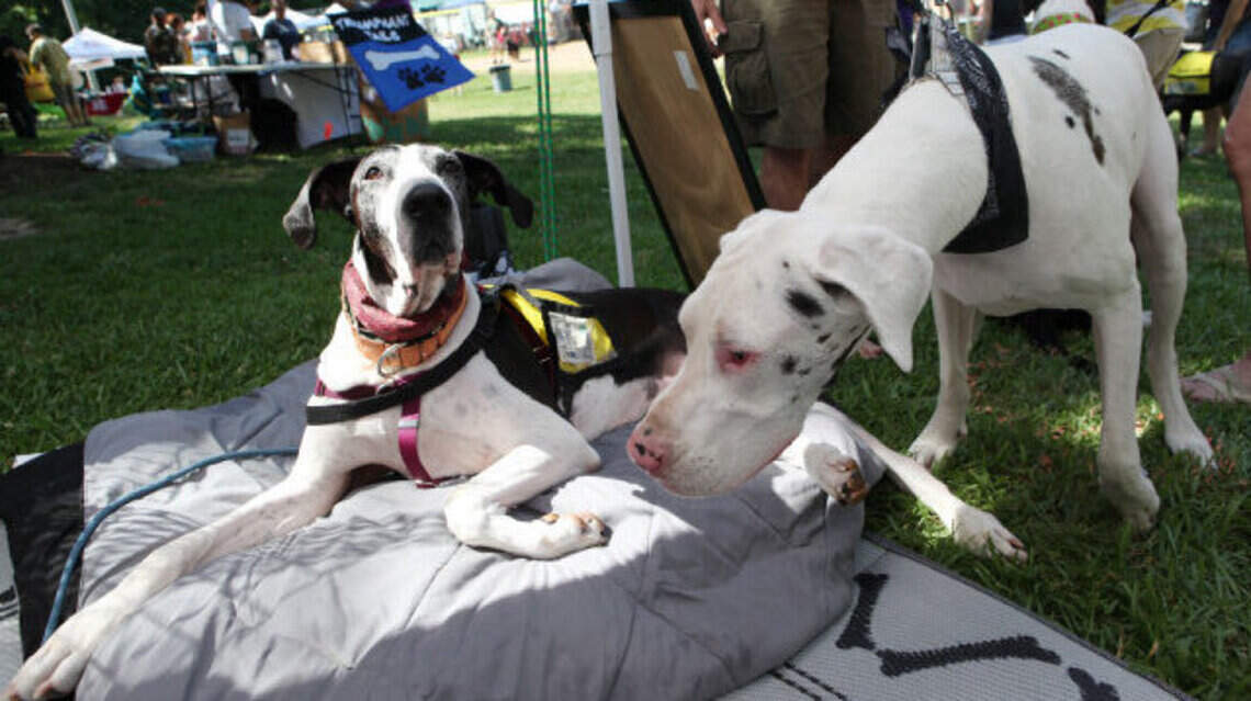 Why you don’t need to license your dog or cat in Cary any more