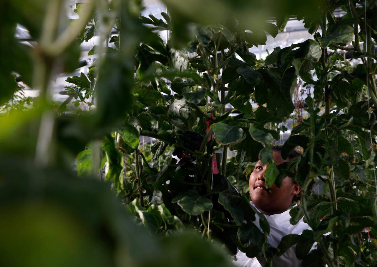 Candace Knotts, a research associate at Elo Life Systems, tends to transgenic watermelon plants in the company’s greenhouse on Wednesday, March 8, 2023, in Durham, N.C. The company puts the DNA of monk fruit into the cells of other plants to create a high-potency sweetener.
