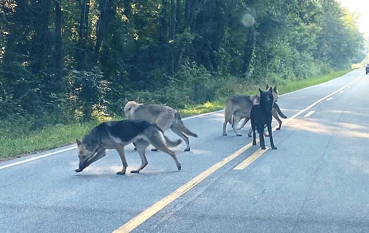 A driver shared this July 6 photo on the Orange County Local page on Facebook of four dogs near the intersection of Walnut Grove Church Road and Sawmill Road. Animal Services officials were not able to confirm Monday whether these are the missing dogs, but members of the Facebook group have been tracking the dogs’ whereabouts over the last week.