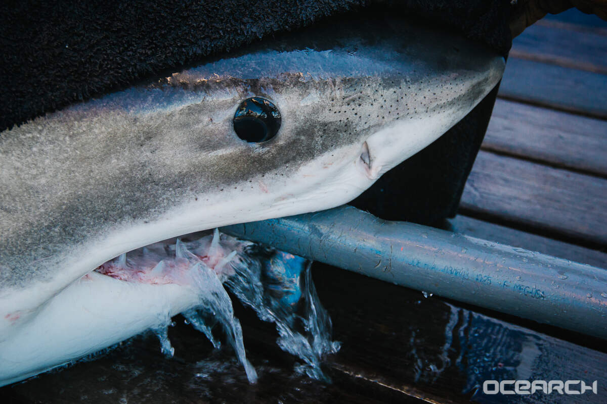 George, the mature male great white shark.