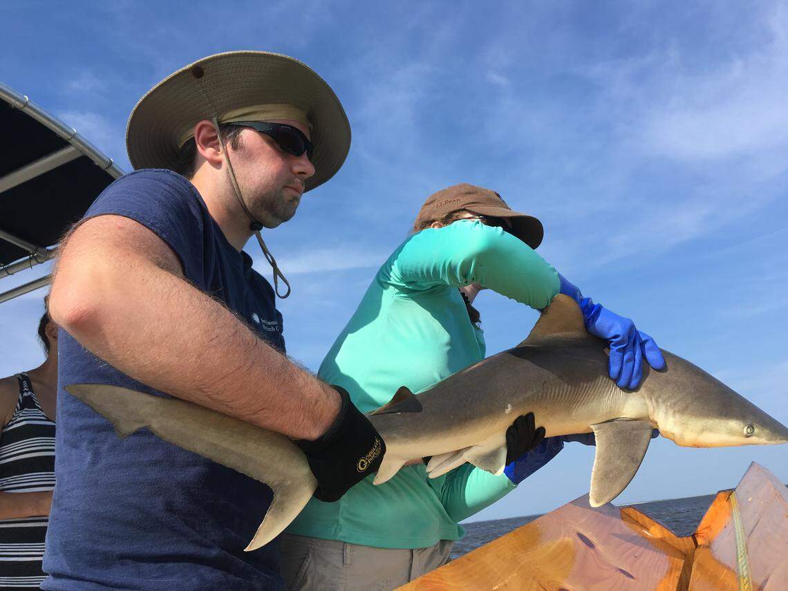 Smithsonian researcher Charles Bangley and his team are tagging and releasing sharks in North Carolina rivers.