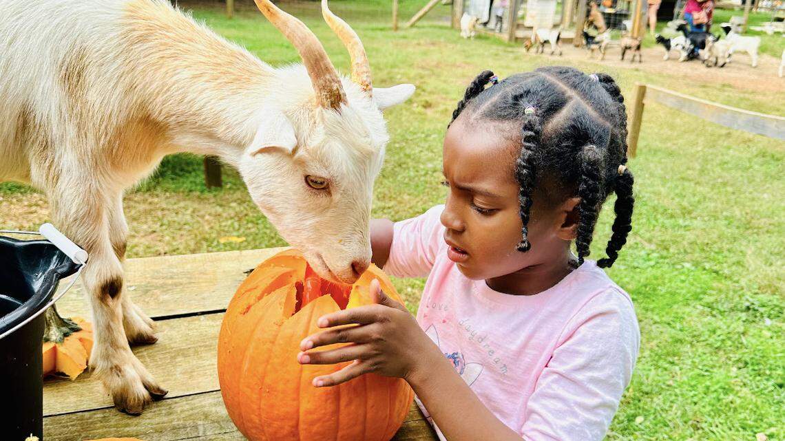 Pumpkin Carving with Goats at Spring Hill Farm in Chapel Hill, NC.