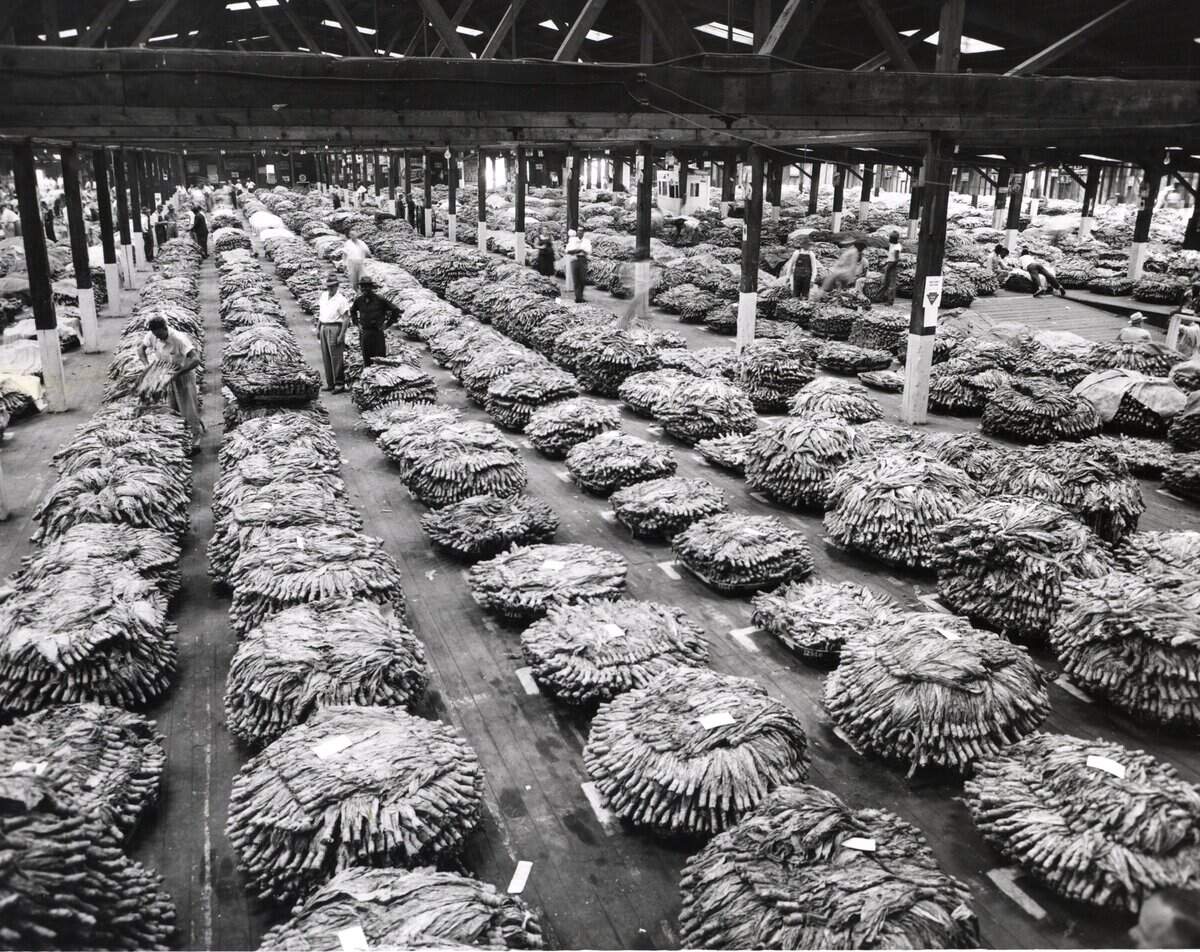 slavery tobacco plantations Tobacco Plantation