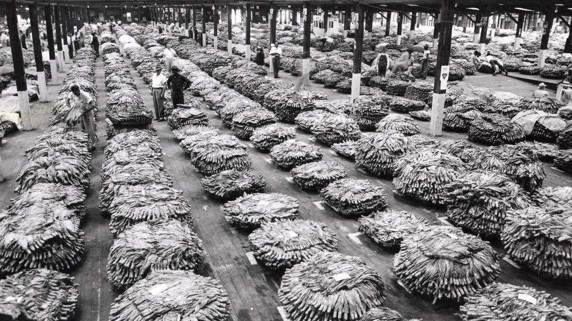 Photos: Tobacco in North Carolina