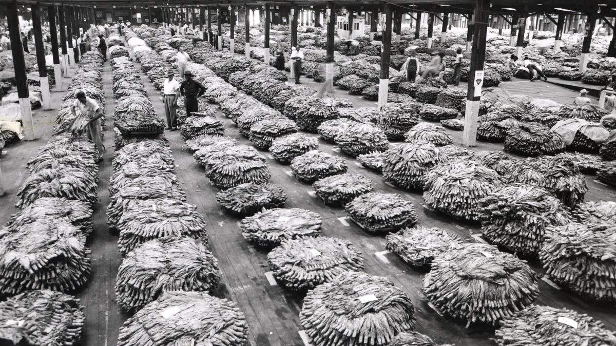 Photos: Tobacco in North Carolina