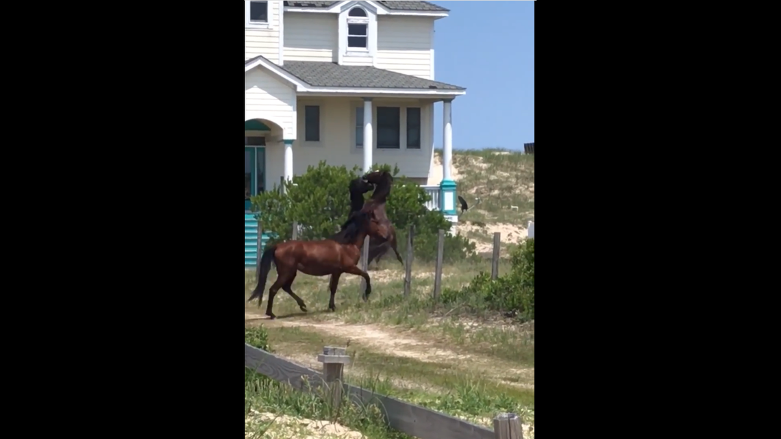 Video shared Thursday, May 19, by the Corolla Wild Horse Fund shows two stallions brawling near the front steps of a home on the Outer Banks.