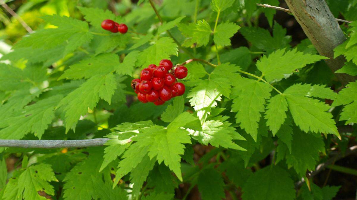 Baneberry is found in rich woods and thickets in the western and north central parts of North Carolina.