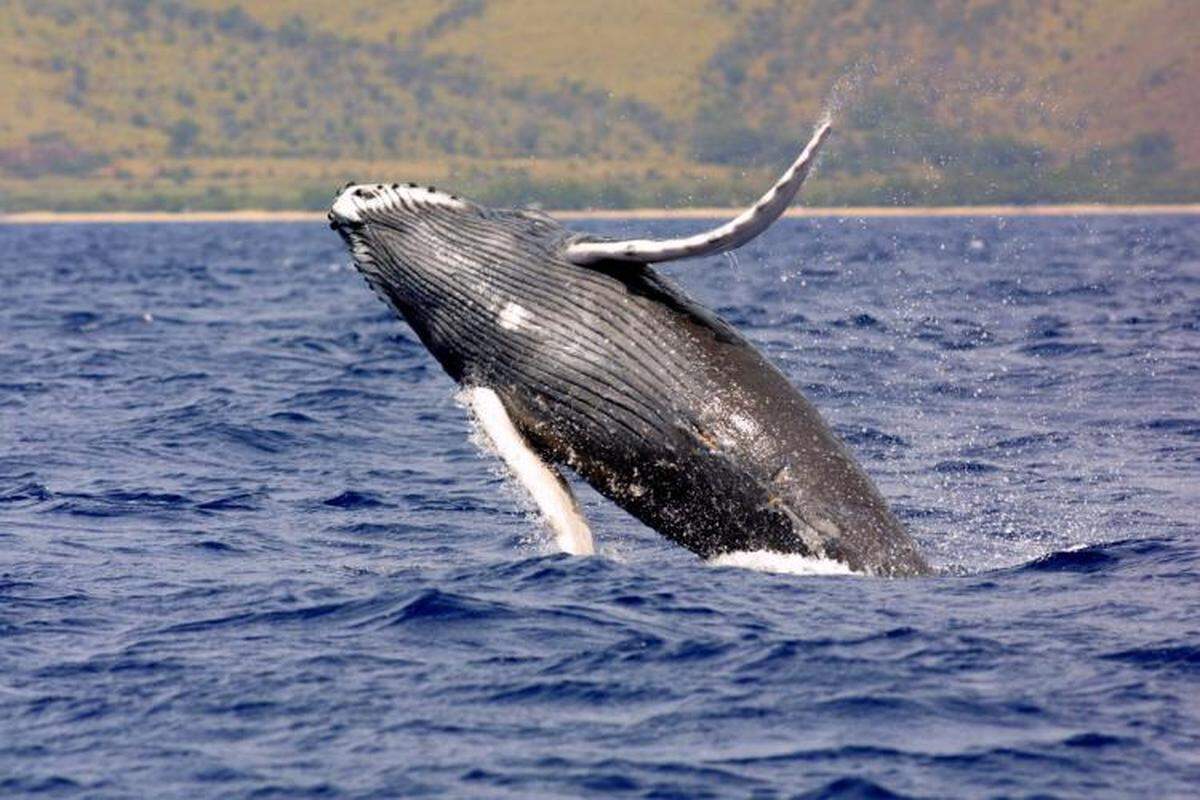 A humpback whale (not the one pictured) found dead along North Carolina’s Crystal Coast showed evidence of shark feeding, experts say. Humpback whales grow to 60 feet, NOAA Fisheries reports.