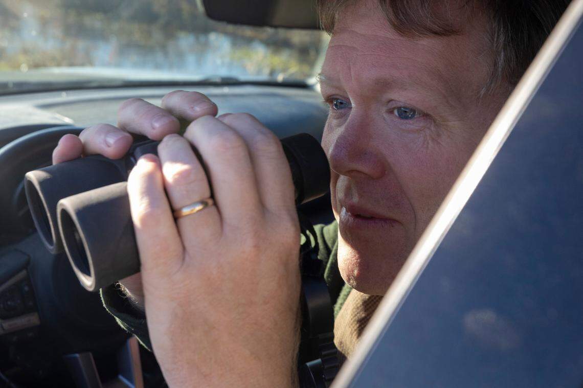 Ron Sutherland, a biologist with the Wildlands Network, searches for red wolves in the Alligator River National Wildlife Refuge on Dec. 14, 2023. The wild red wolf population dwindled to as few as seven wolves in the wild in recent years.