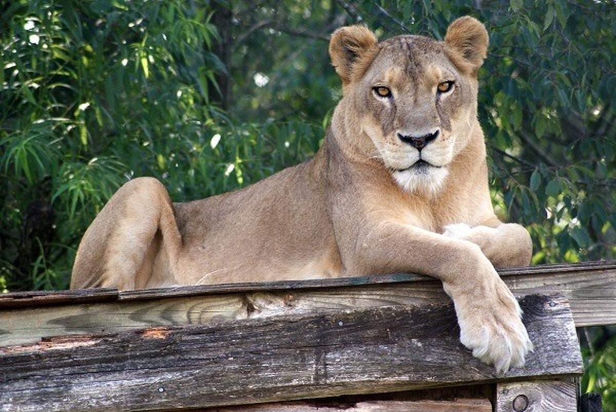 Sheba Lion at Carolina Tiger Rescue.
