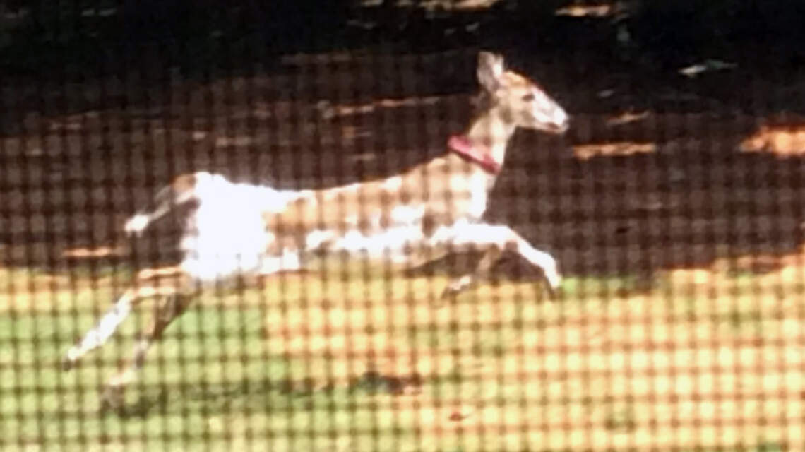 A genetic condition wasn’t the only unusual thing about this deer spotted in NC