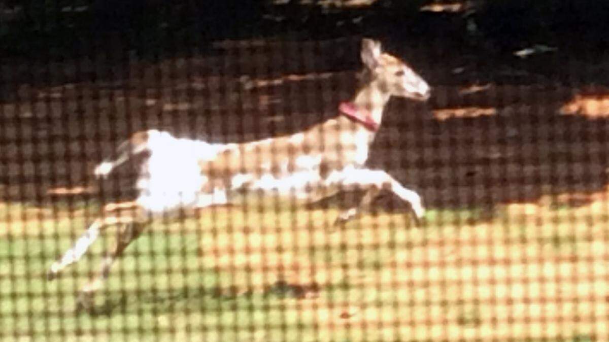 A piebald deer caught on camera in the backyard of a home in the Taft Woods West neighborhood in Clayton, NC.