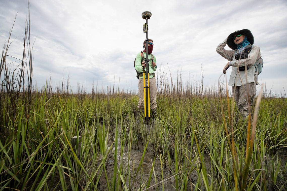 Scientists and students are researching the effectiveness of spraying mud that was removed from the bottom of the Intercoastal Waterway in building up marshes. If the marsh grasses recover in the experimental area, this could be a method for defending tidal marshes from sea level rise.