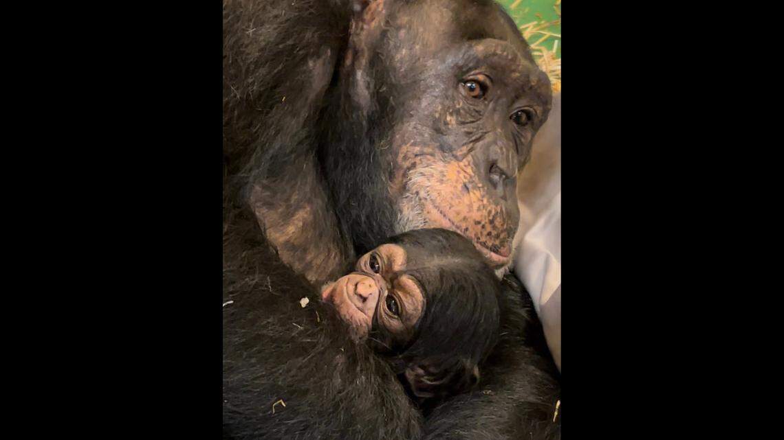 The adorable chimp was born overnight, surprising zookeepers.