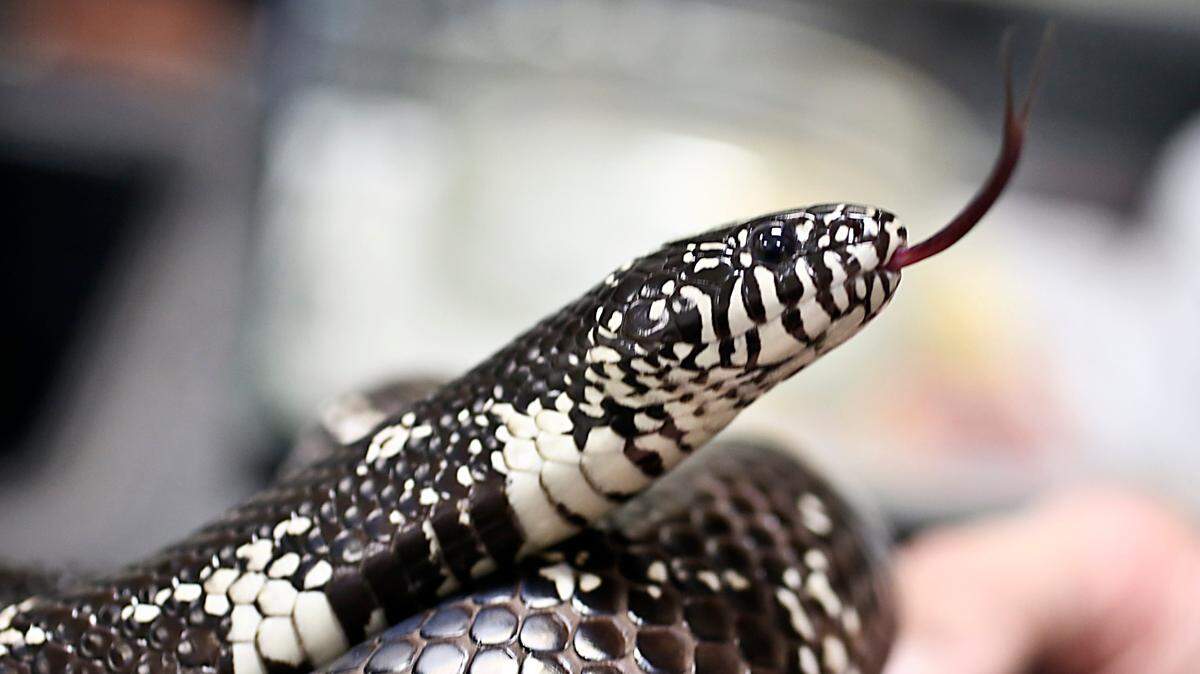 A Eastern King Snake