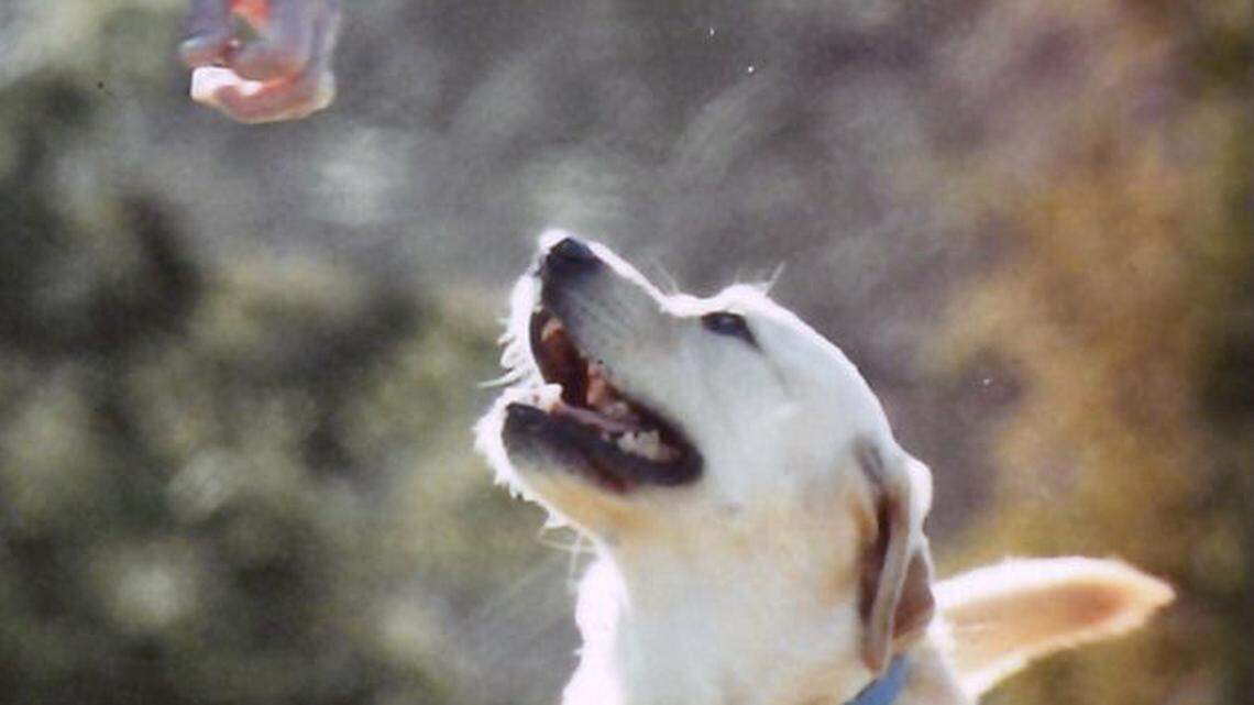 A dog named Blue: Coach K’s final season will look different without his coaching companion