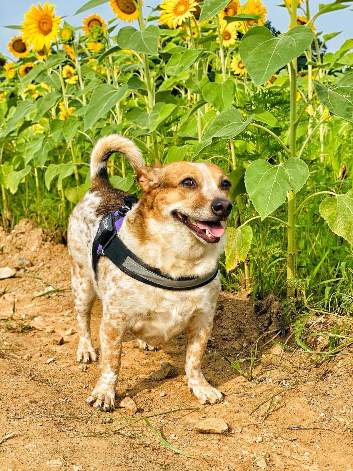 Suzie Mae, the winner of The News & Observer's cutest dog contest.