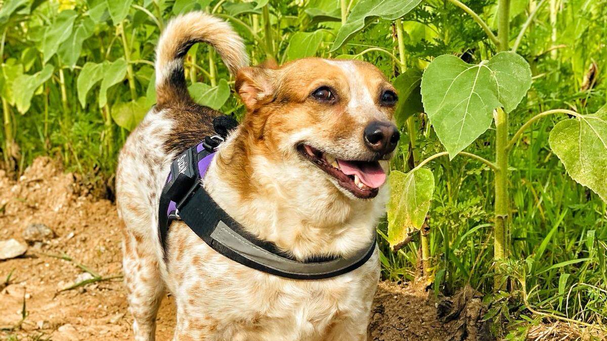 Suzie Mae, the winner of The News & Observer's cutest dog contest.