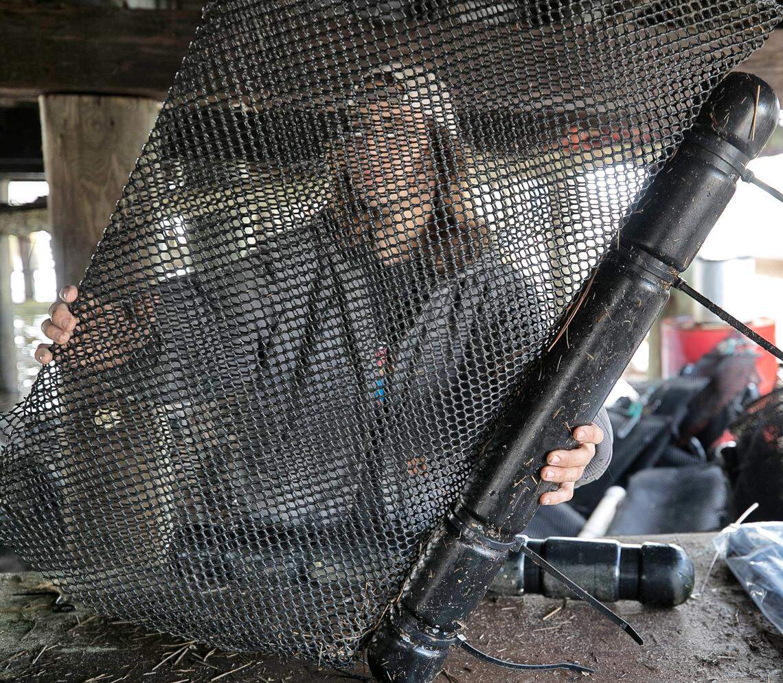 Zach Morris repairs oyster cages that were damaged by Hurricane Florence at Morris Family Shellfish Farms on November 9, 2018 in Sea Level, N.C.